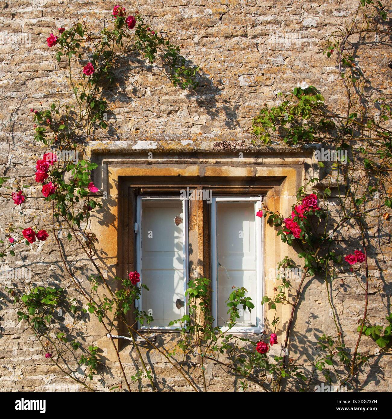 Fenêtre en rose d'un ancien cottage en pierre Banque D'Images