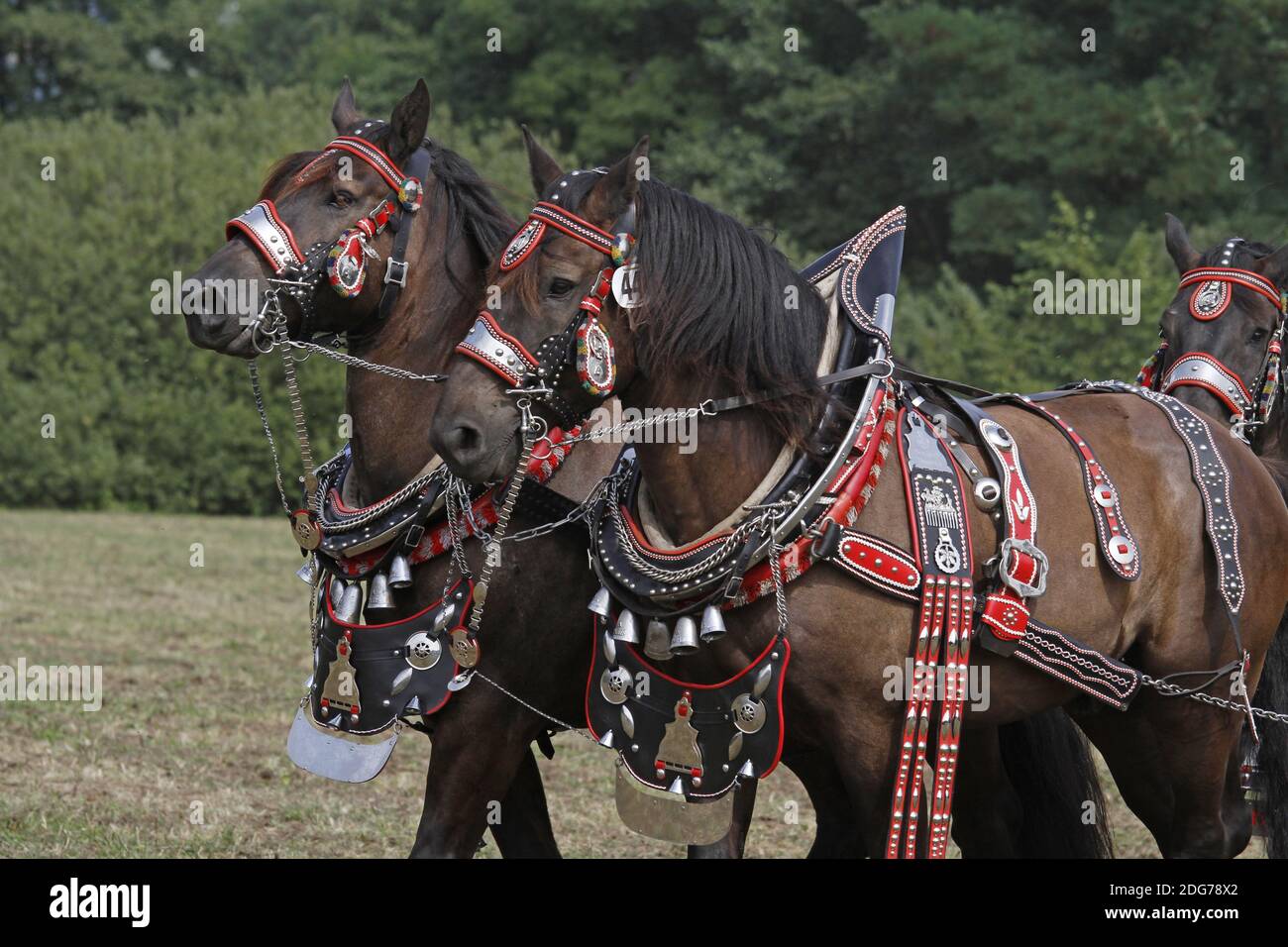 Percheron américain Banque D'Images