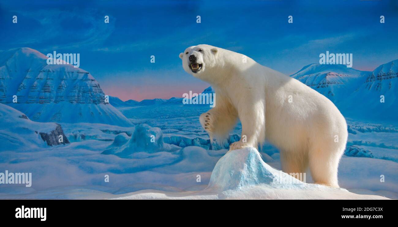 Modèle d'ours polaire, Longyearbyen, Spitsbergen, Norvège Banque D'Images