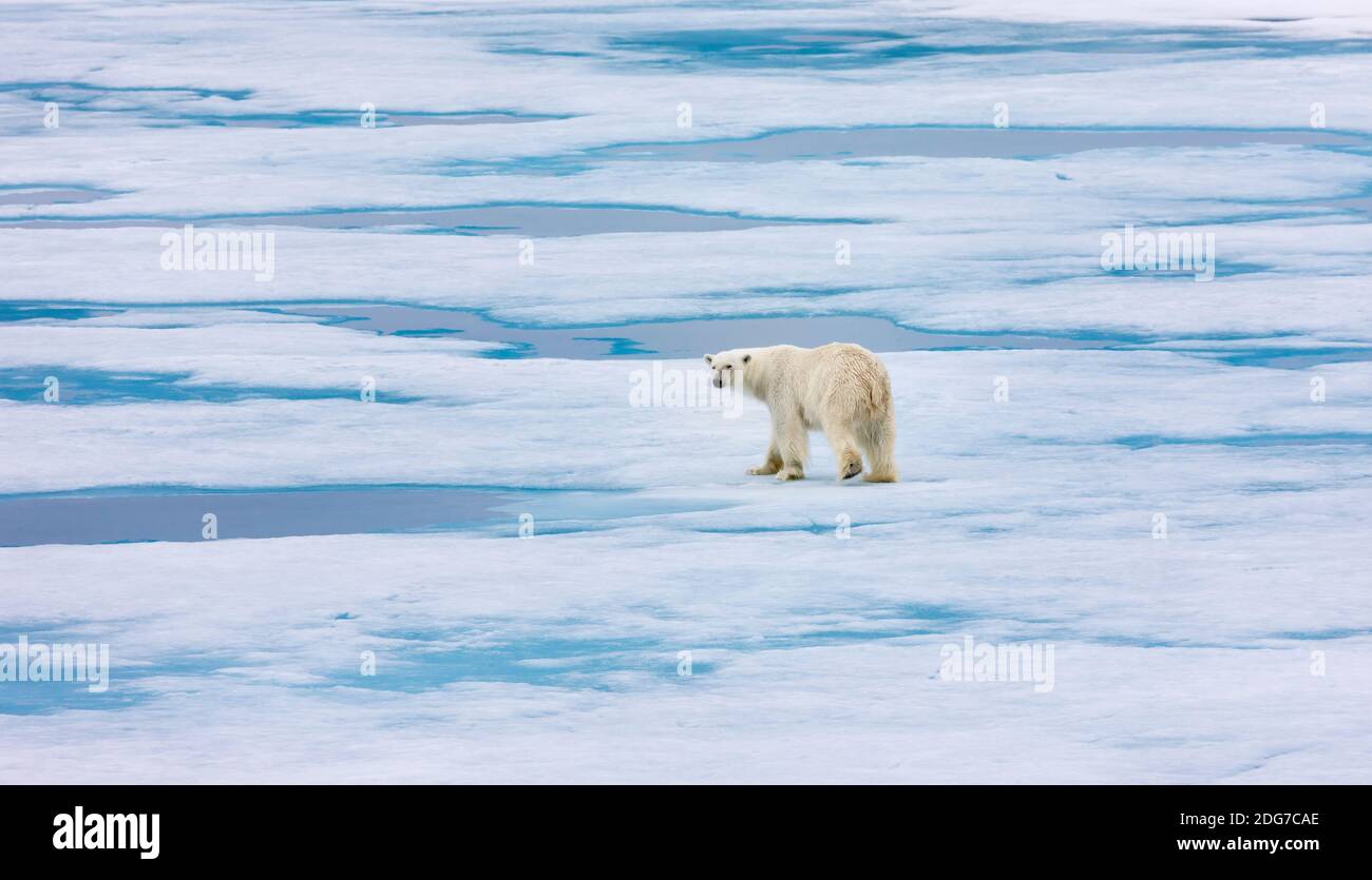 L'ours polaire sur la glace, Spitzberg, Norvège Banque D'Images