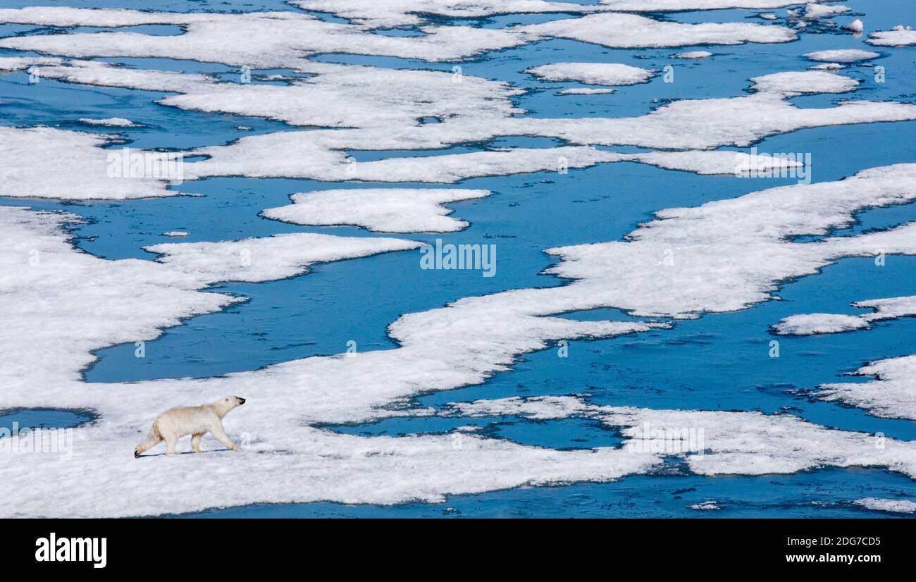 Ours polaire sur la glace flottante dans l'océan Arctique, Spitsbergen, Norvège Banque D'Images