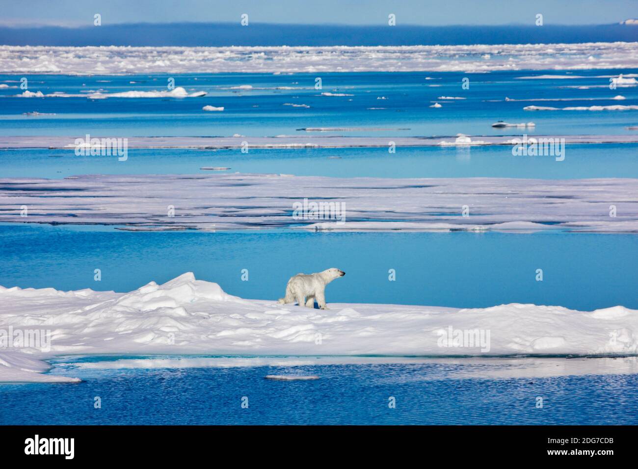 Ours polaire sur la glace flottante dans l'océan Arctique, Spitsbergen, Norvège Banque D'Images