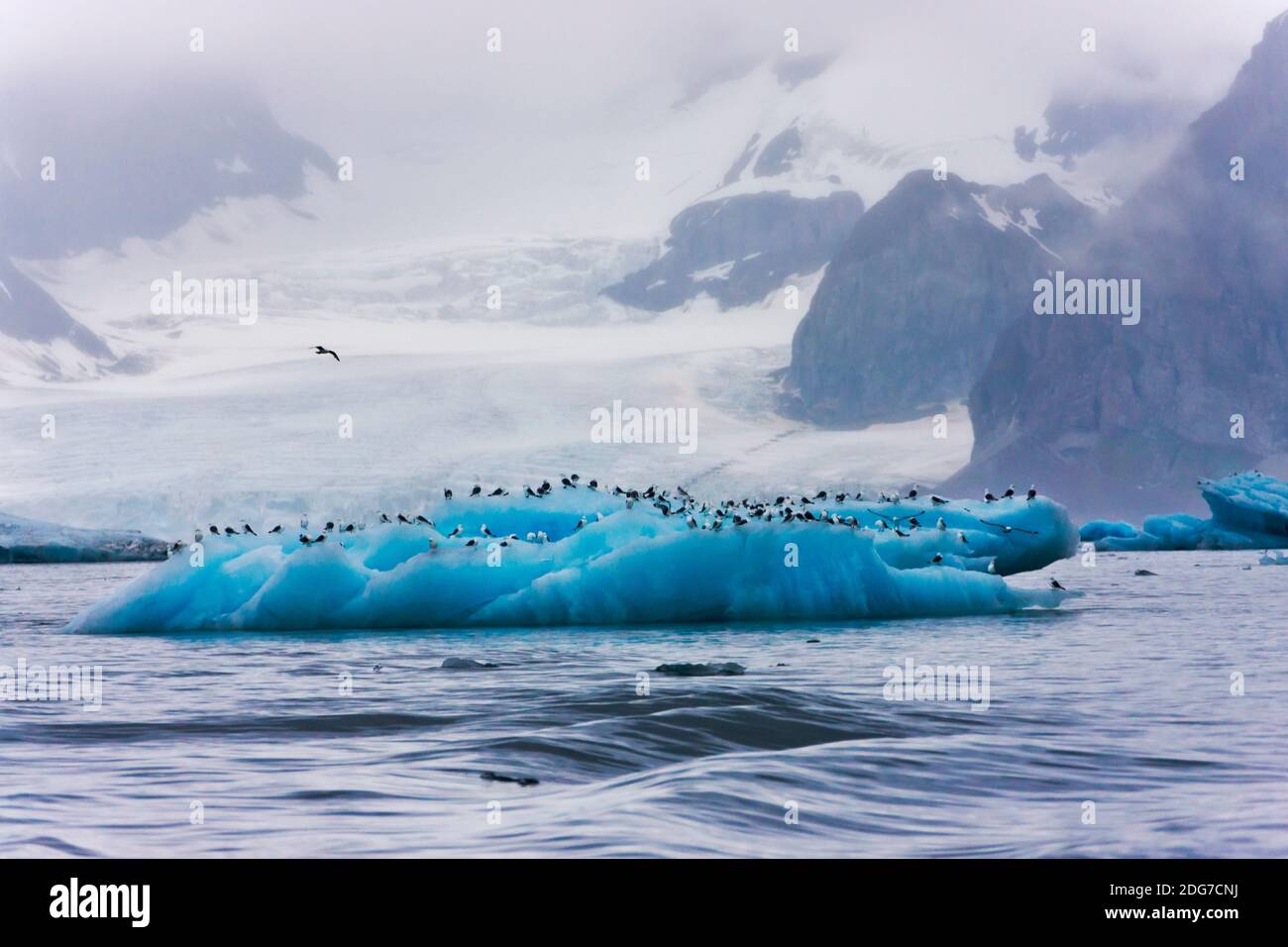 Goéland bourgmestre (Larus hyperboreus) sur l'iceberg, Hornsund, plus au sud du Spitzberg, Norvège fjord Banque D'Images