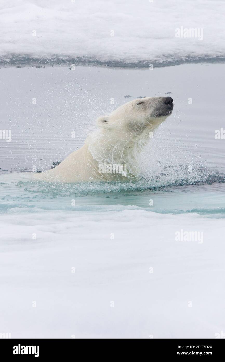 Ours polaire dans l'océan Arctique, Spitsbergen, Norvège Banque D'Images