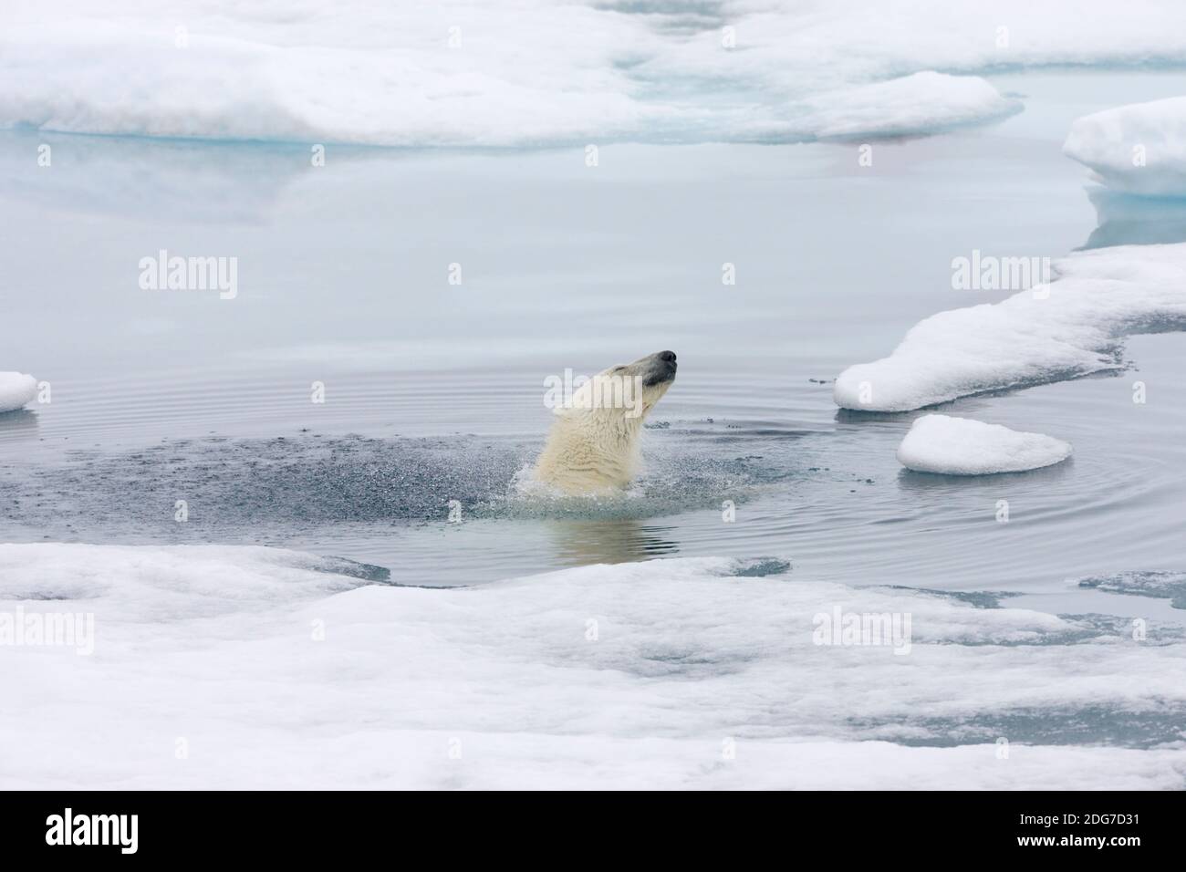 Ours polaire dans l'océan Arctique, Spitsbergen, Norvège Banque D'Images