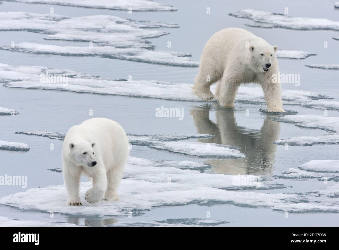 Deux ours polaires sur glaces, Spitzberg, Norvège Banque D'Images