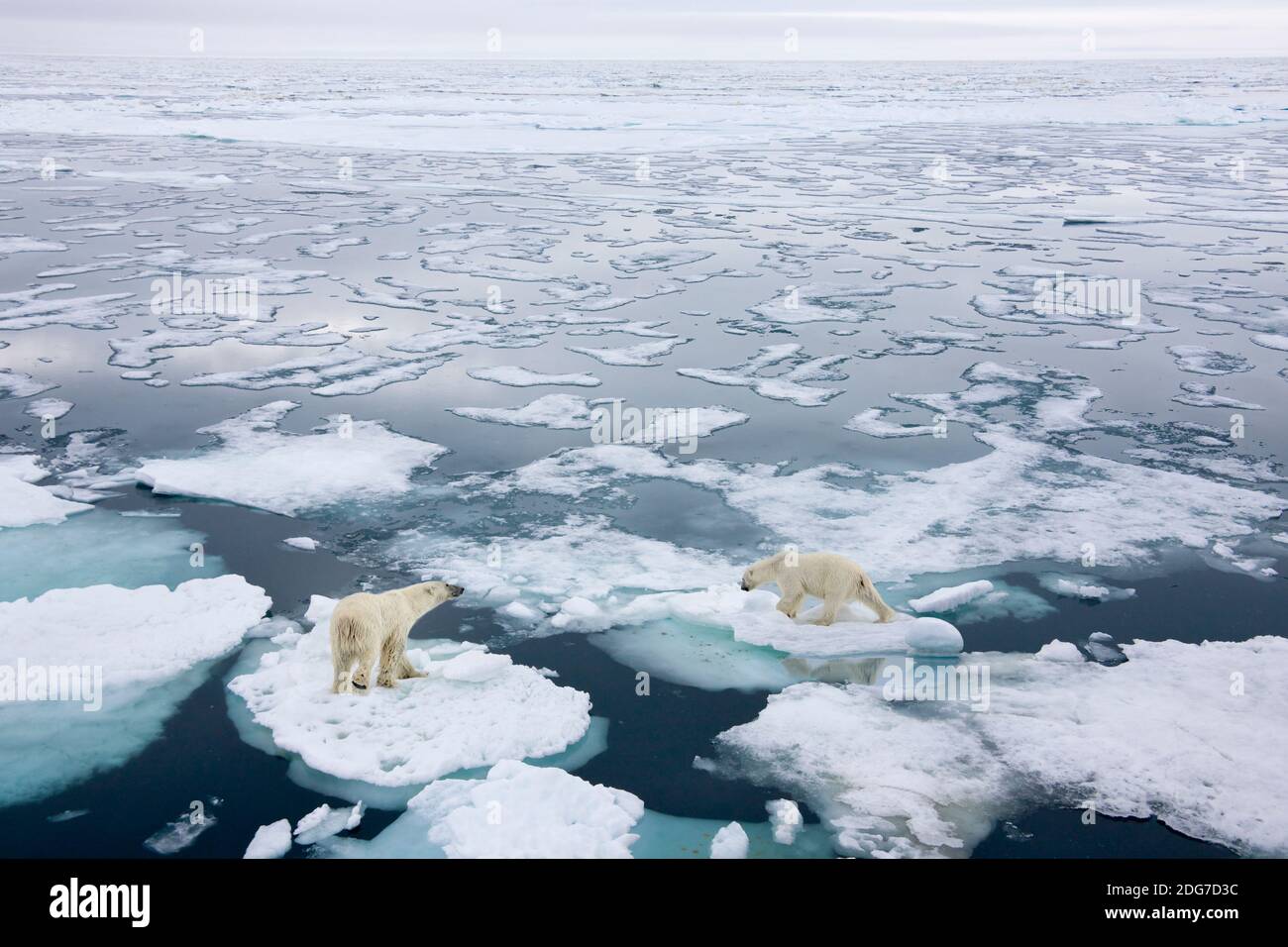 Deux ours polaires sur glace flottante dans l'océan Arctique, Spitsbergen, Norvège Banque D'Images