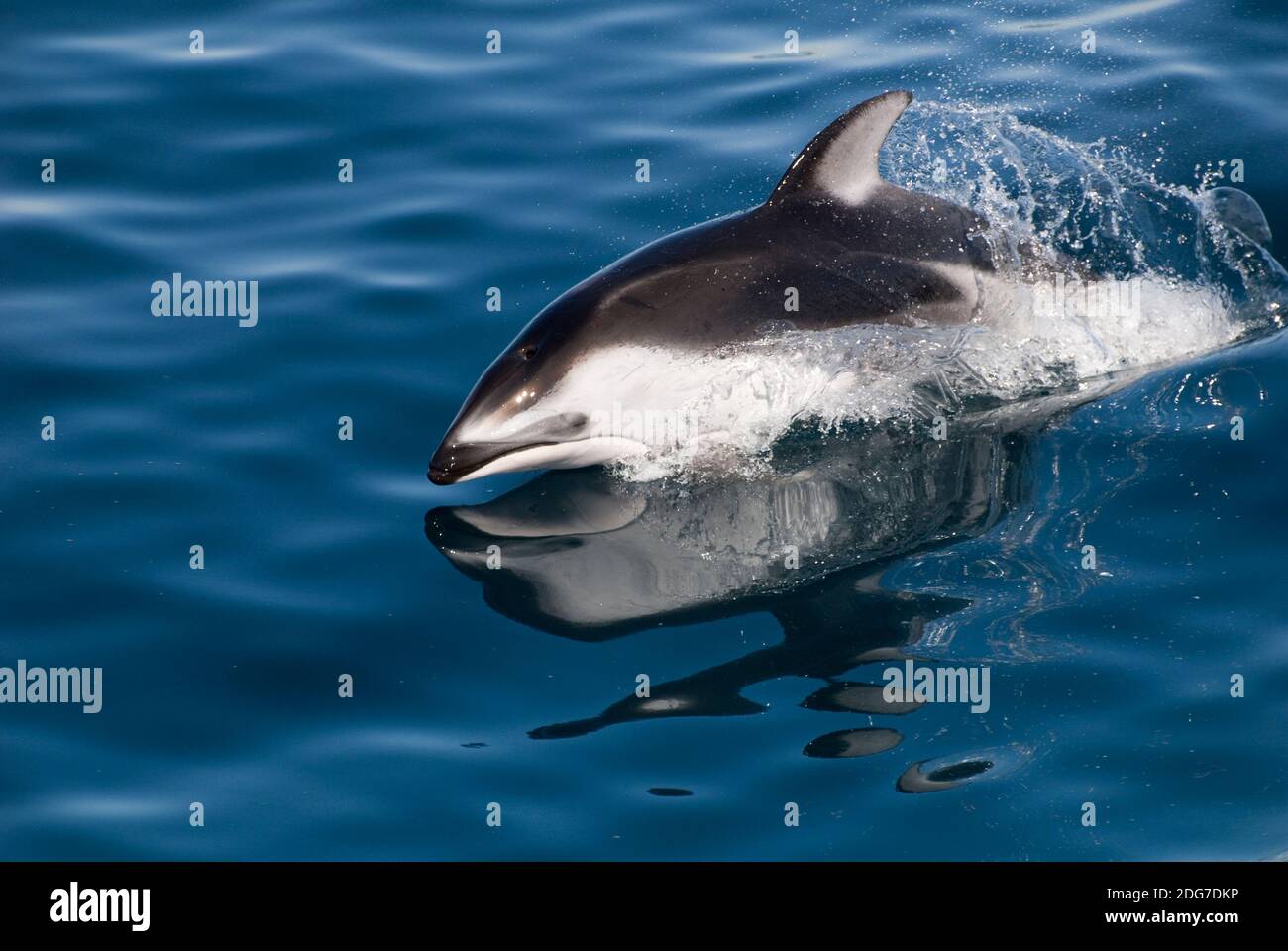 Dauphin blanc du Pacifique - Lagenorhynchus obliquidens Banque D'Images