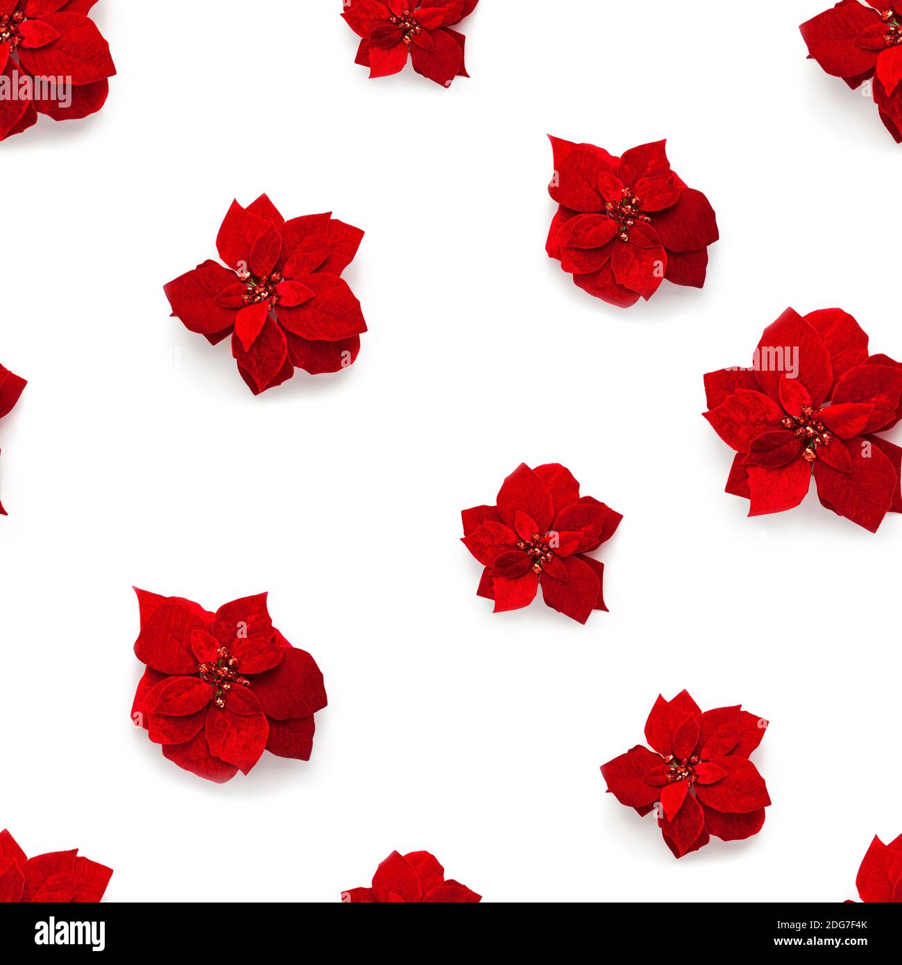 Motif sans couture de fleurs de Noël en velours rouge artificiel Poinsettia  avec de magnifiques paillettes au centre, isolées sur fond blanc d'en haut.  F Photo Stock - Alamy