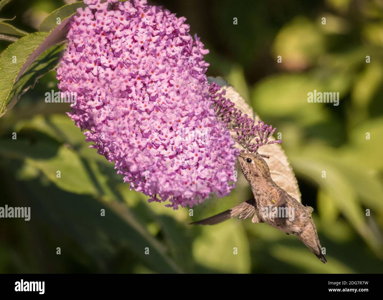 Colibri d'Anna en vol avec des fleurs violettes Banque D'Images
