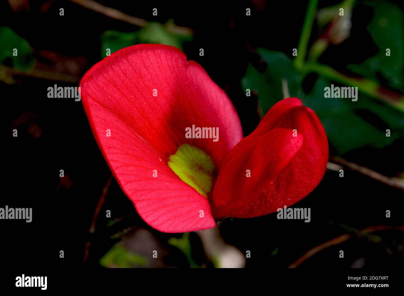 Un Postman solitaire (Kenneda prostrata) illumine le fond de la forêt avec sa fleur rouge vif, à la réserve de flore de Hochkins Ridge à Victoria. Banque D'Images