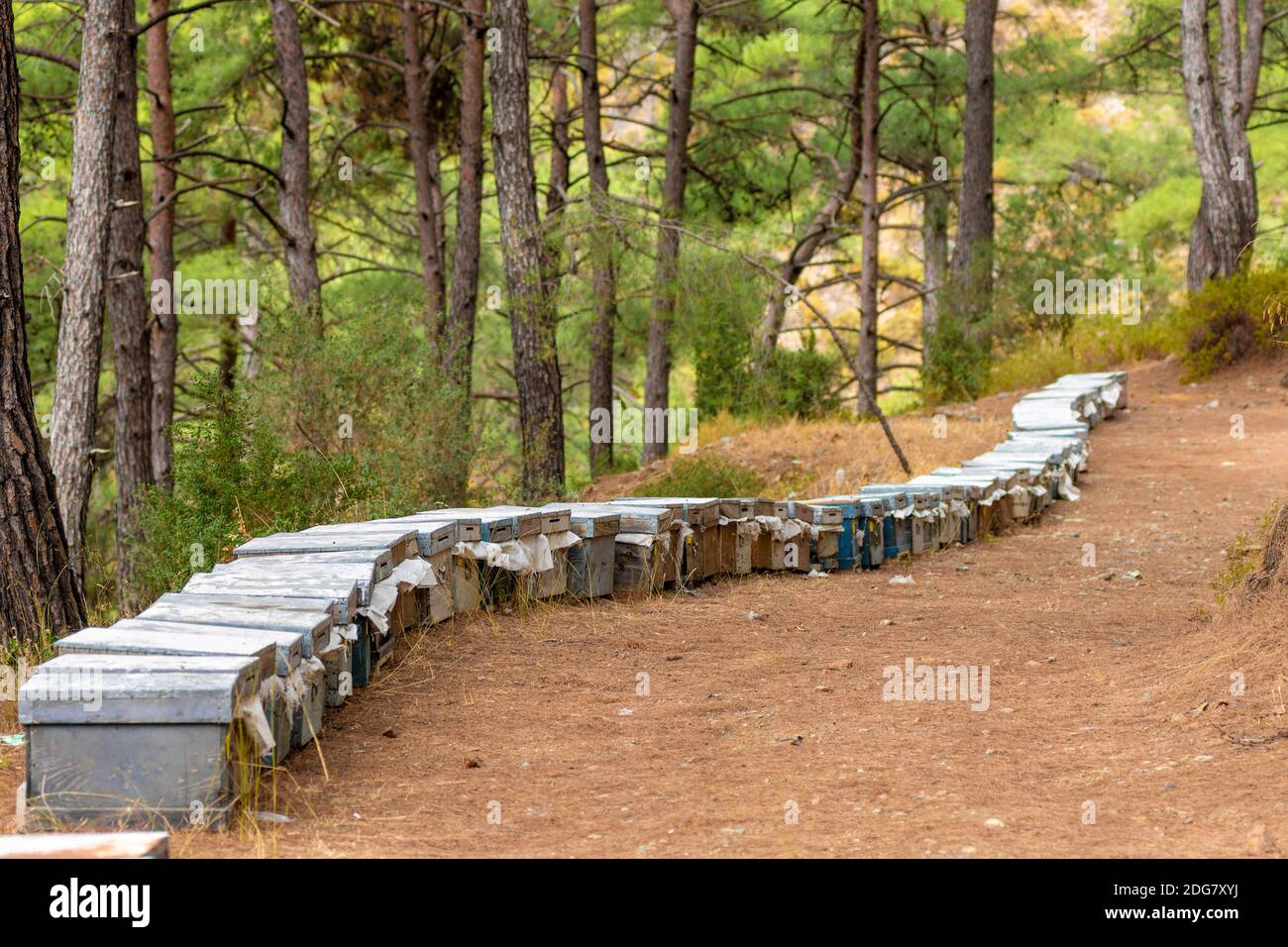 Ruches d'abeilles multicolores à l'apiaire dans la forêt. Ruches colorées et abeilles volantes dans l'apiaire près de la forêt de pins. Les maisons des abeilles nature de la ferme d'abeilles Banque D'Images