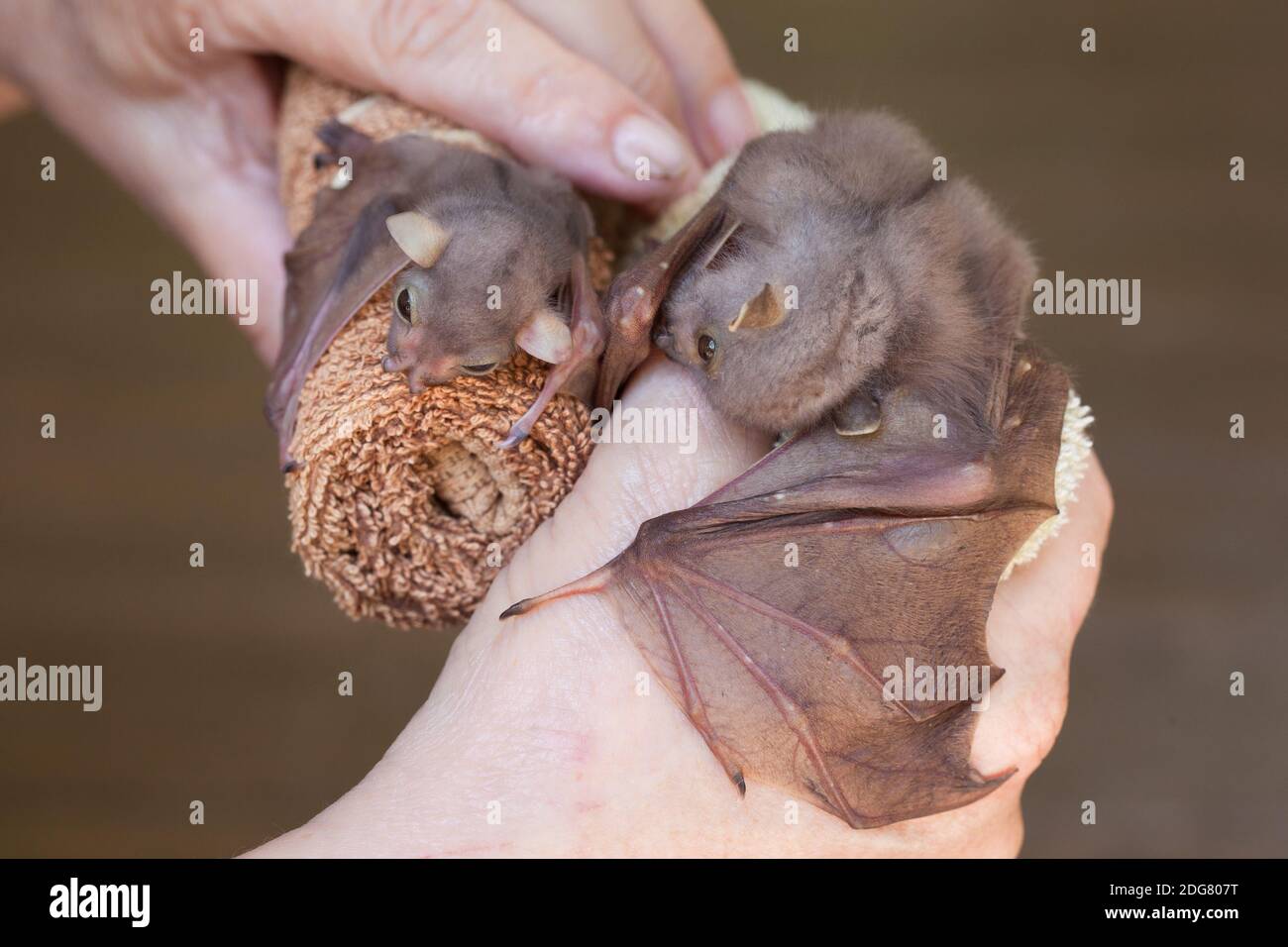 Deux petits orphelins de chauve-souris à nez tubulaire de l'est (Nyctimène robinsoni) soignés. Environ 12 et 36 jours. Décembre 2020. Baie de vache. Queensland. Australie. Banque D'Images