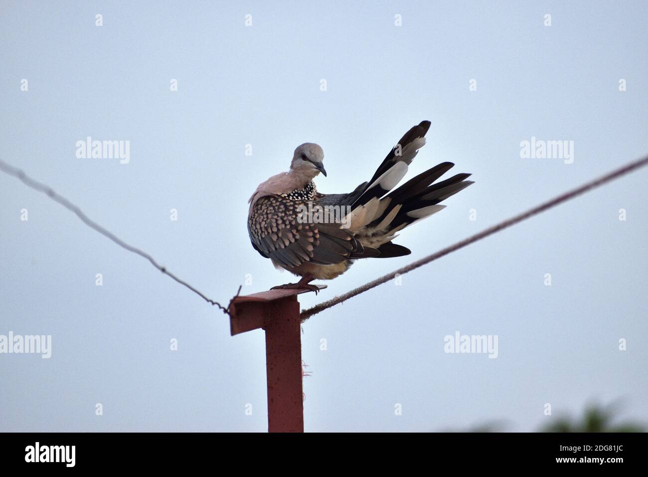 La colombe tachetée est un petit pigeon à queue un peu longue qui est un oiseau de reproduction résident commun dans son aire de répartition indigène sur le sous-continent indien. Banque D'Images