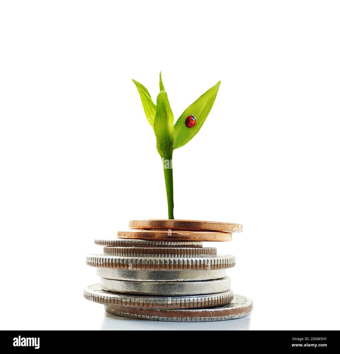 Nouvel argent de croissance Banque D'Images