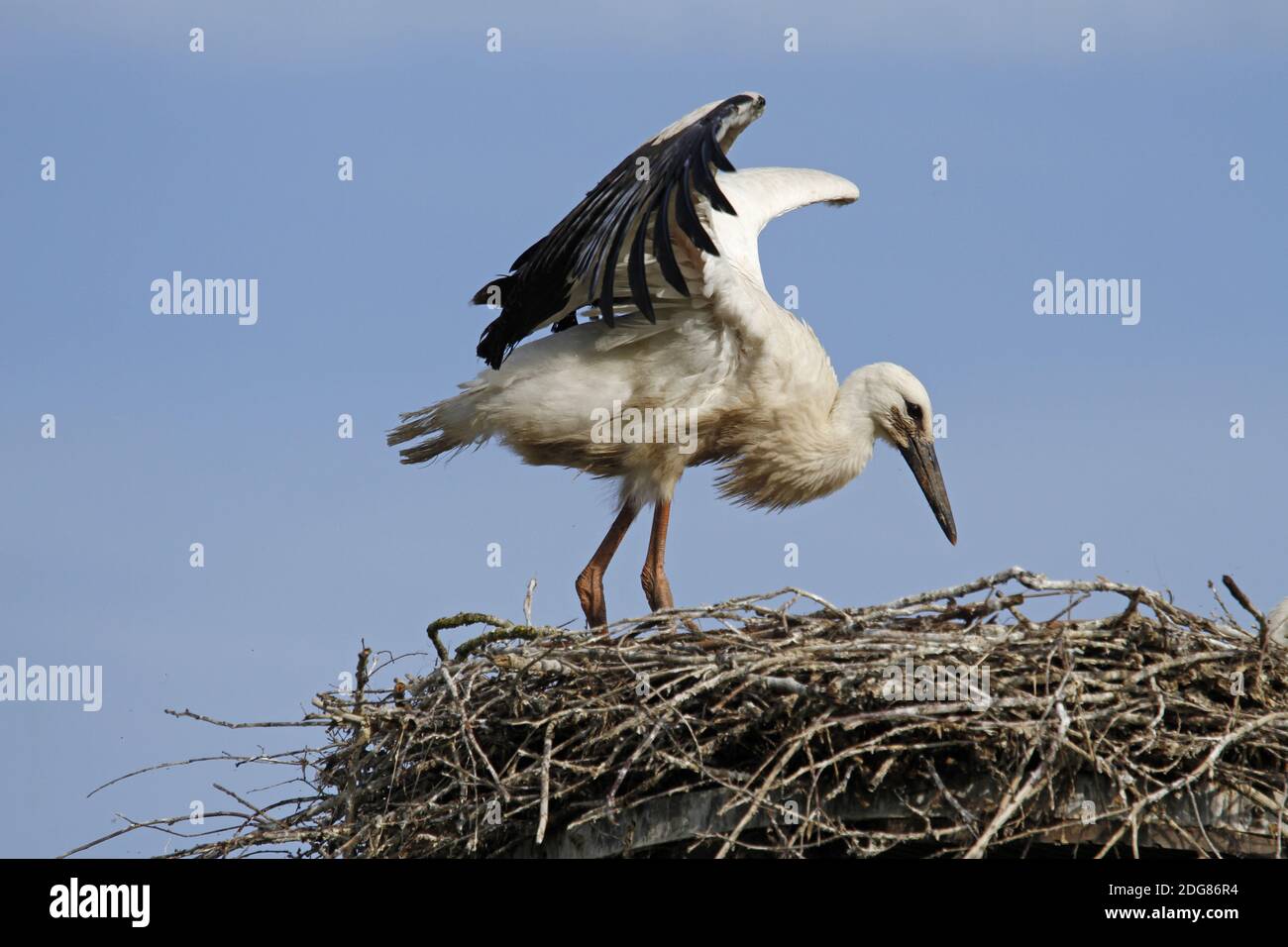 Cigogne blanche (jeune oiseau) en nid Banque D'Images