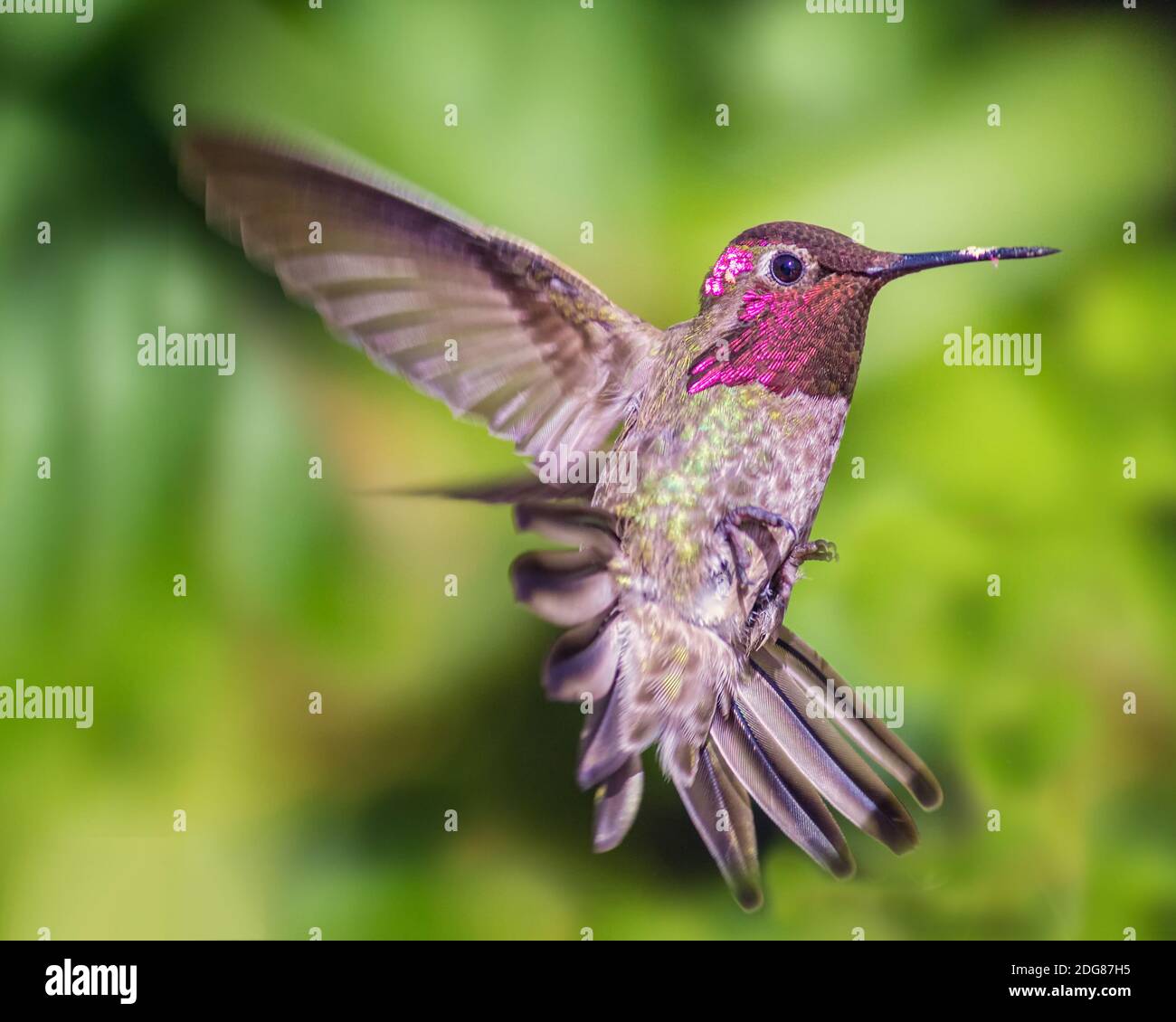 Hummingbird en vol, image couleur, Jour Banque D'Images