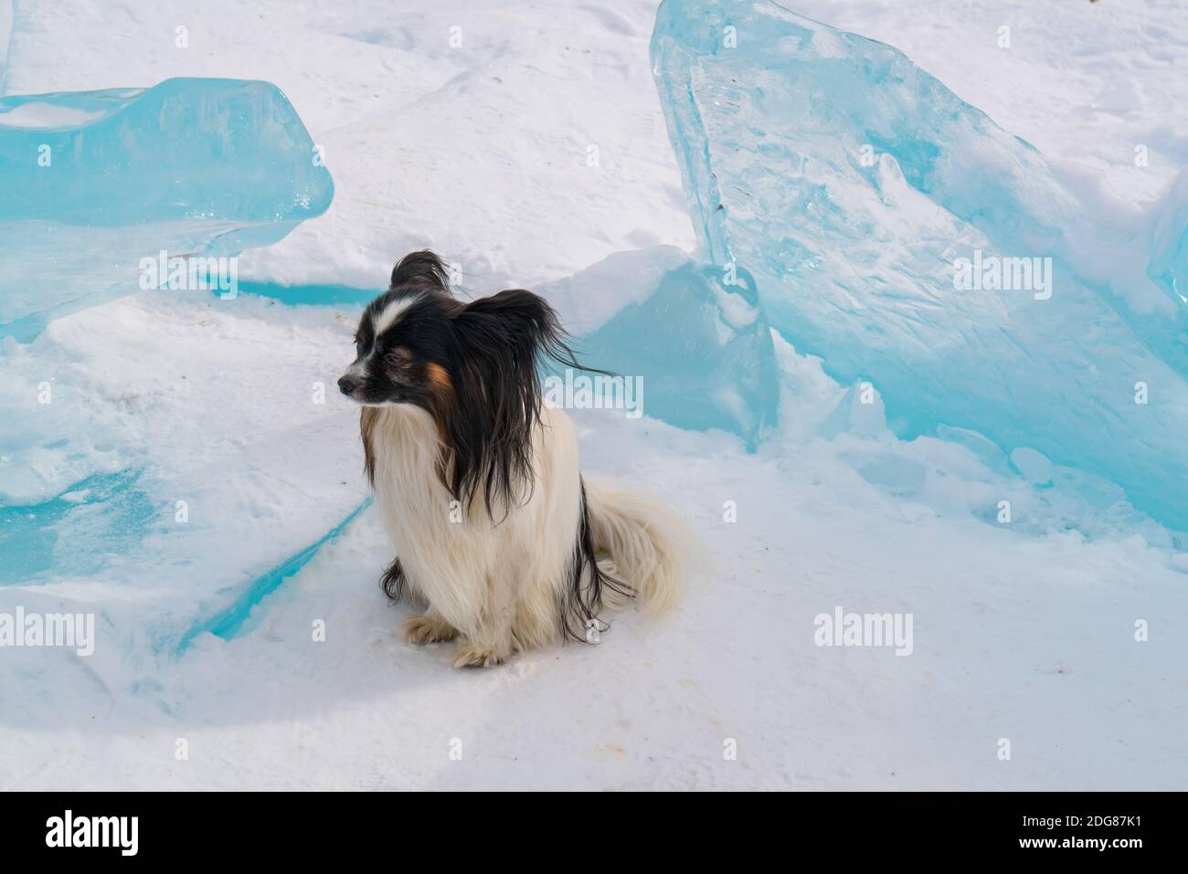 Le petit chien s'assoit sur un bloc de glace recouvert de neige Lac Baikal Banque D'Images