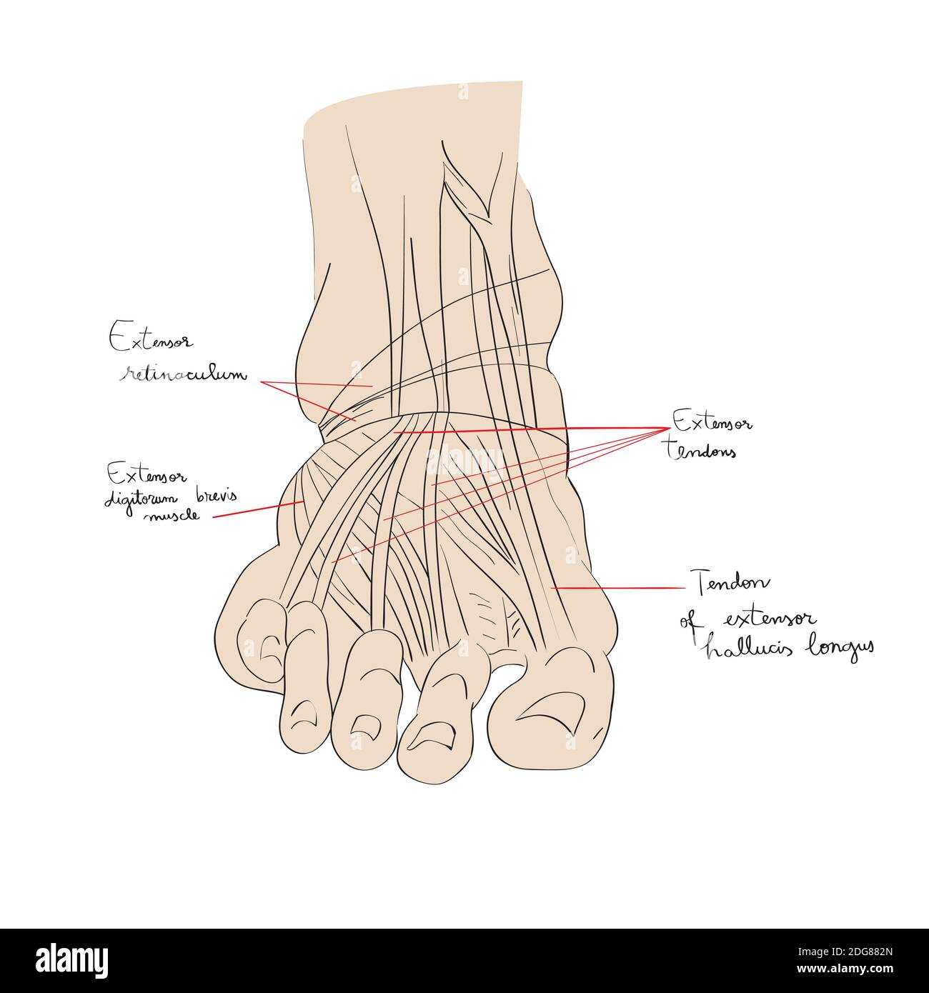 Couleur des tendons de pied Banque D'Images Couleur des tendons de pied Banque D'Images