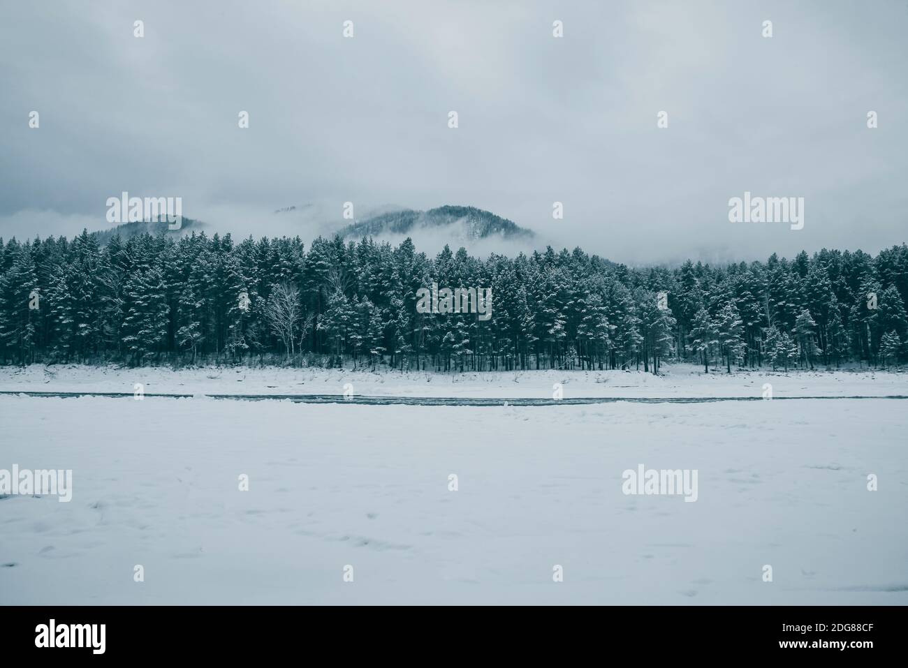 Spruces et pins enneigés au pied de la montagne dans un brouillard givré. Paysage d'hiver authentique Banque D'Images