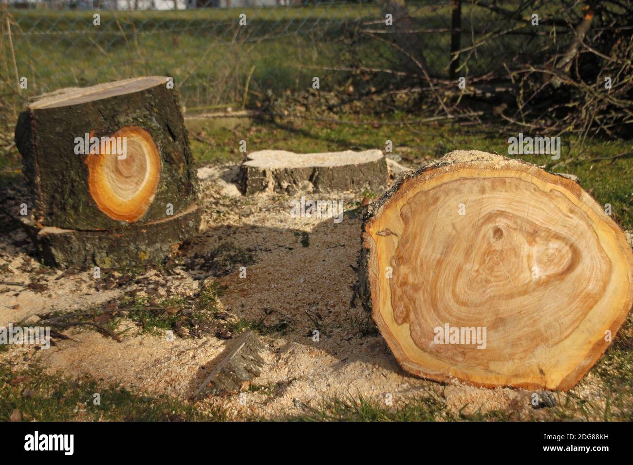 Bois d'un cerisier abattu Banque D'Images