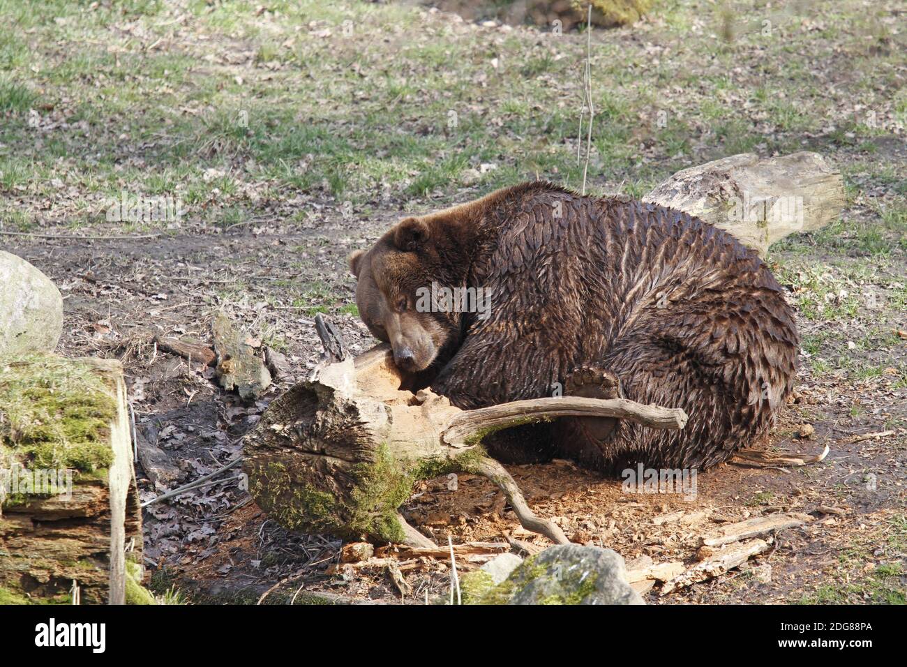 Ours brun à la recherche de nourriture Banque D'Images