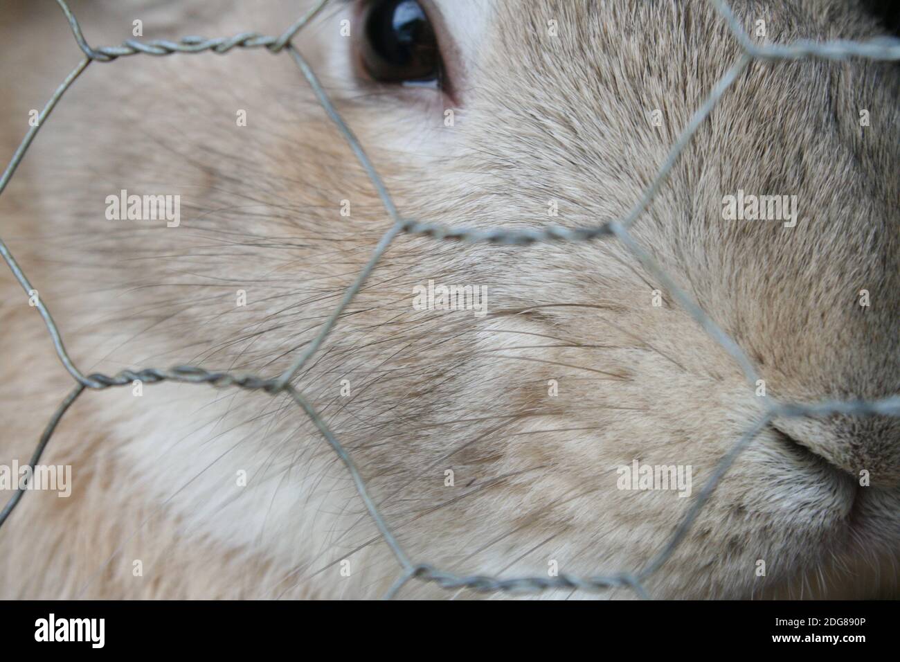 RABIT Banque D'Images