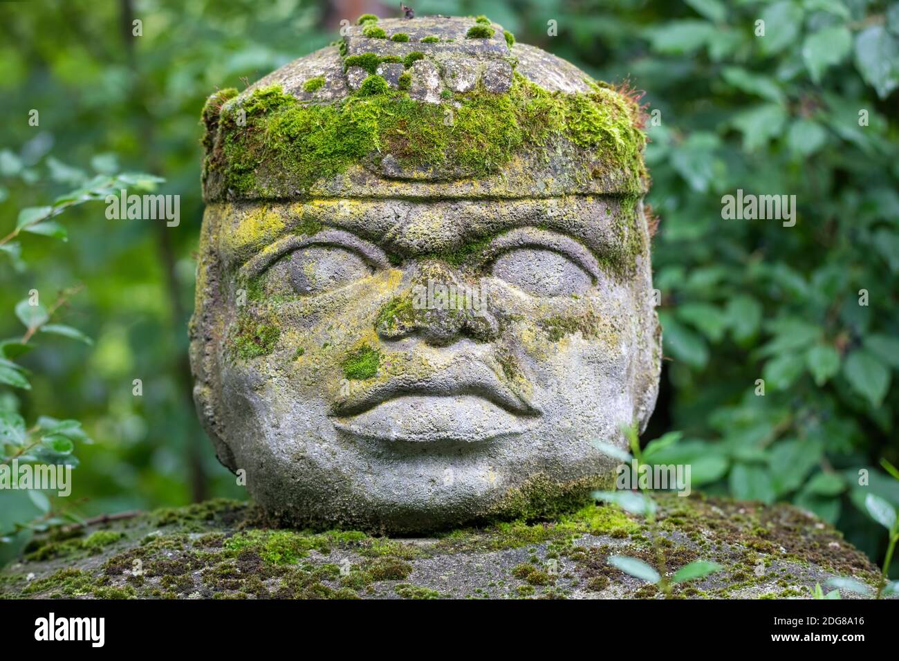 Réplique de la civilisation Olmec Sculpture, tête colossale sculptée de pierre dans la forêt. Grande statue de tête de pierre dans une jungle. Banque D'Images