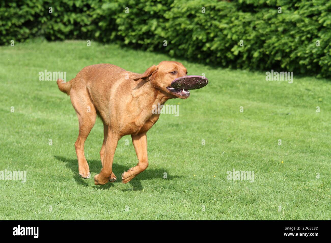 Labrador avec Frisbee Banque D'Images