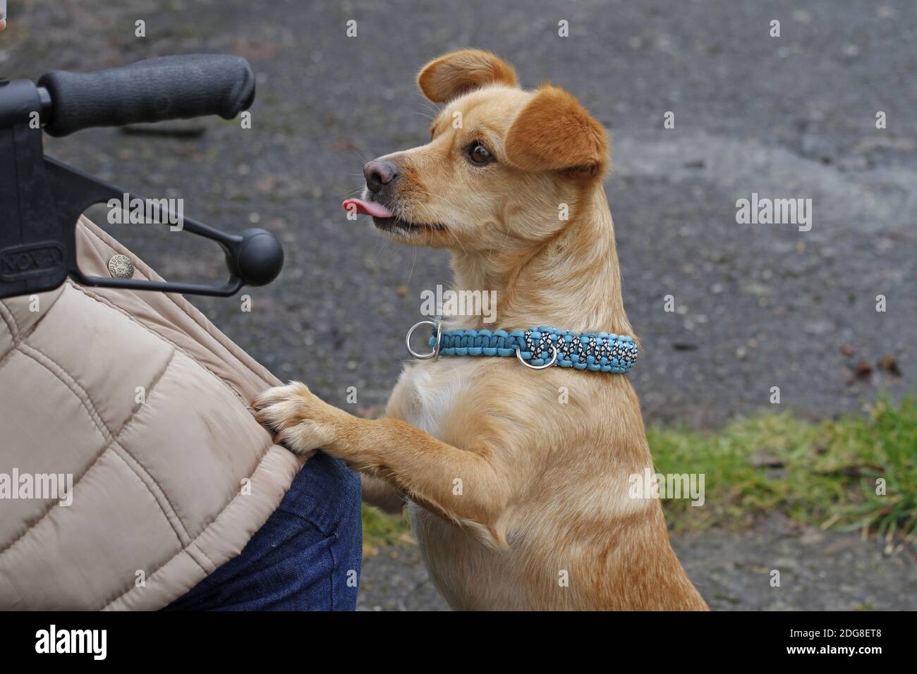 Petit chien mendiant Banque D'Images