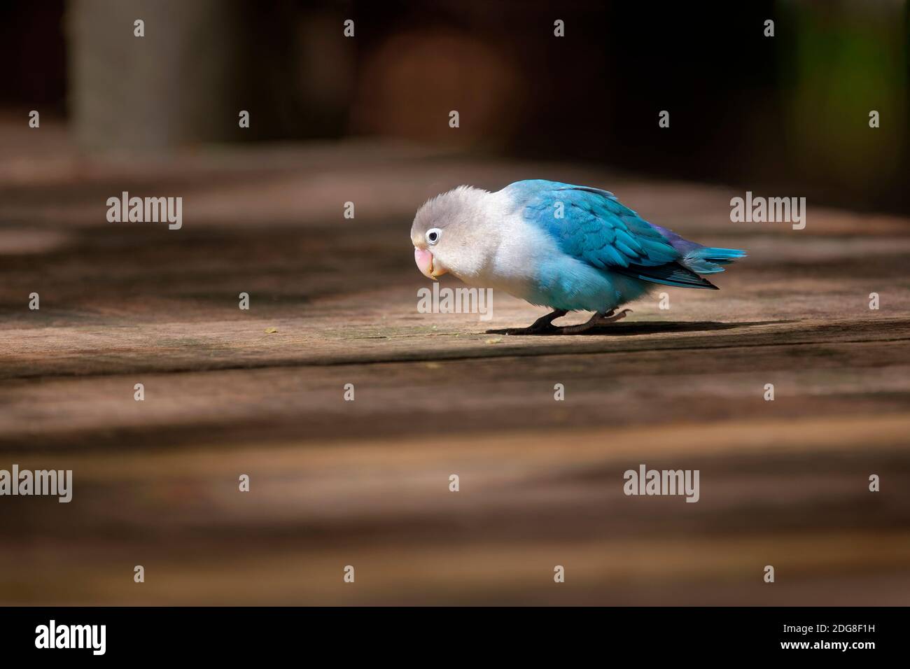 Oiseau de rivage de Fischer (mue bleu) - Agapornis fischeri Banque D'Images