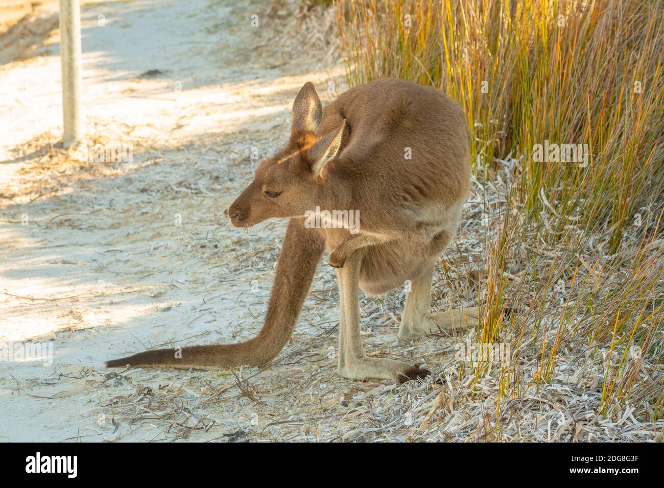 Kangaroo à la célèbre Baie Lucky dans le Cap le Grand parc national à l'est de l'Esperance en Australie occidentale Banque D'Images