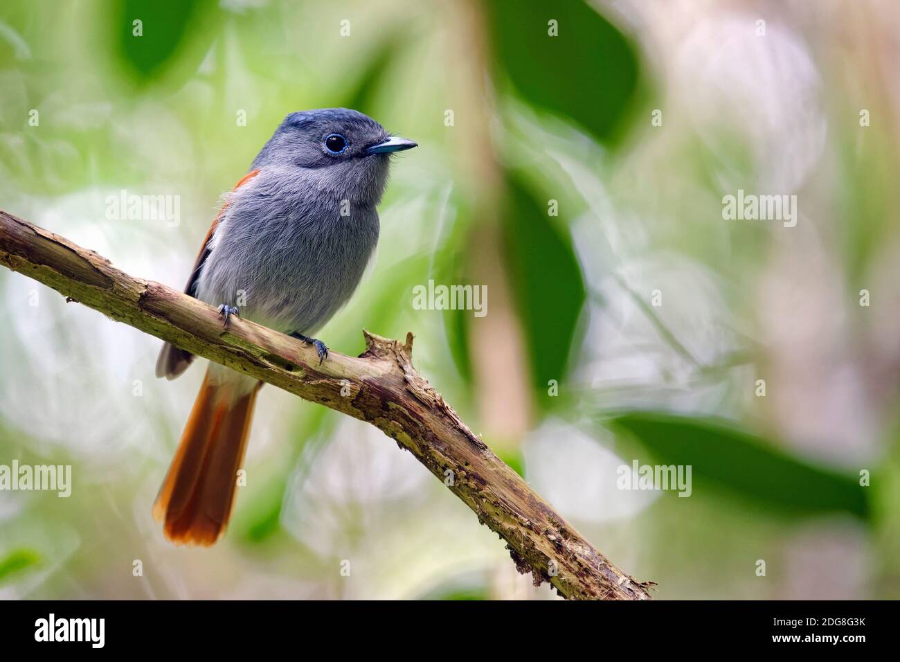 Maurice paradis flycatcher - Terpsiphone bourbonnensis desolata Banque D'Images