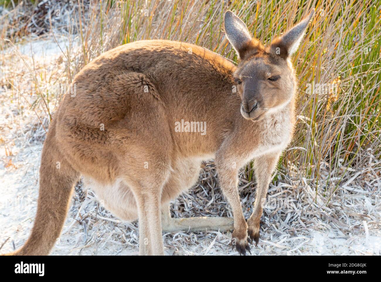 Kangaroo à la célèbre Baie Lucky dans le Cap le Grand parc national à l'est de l'Esperance en Australie occidentale Banque D'Images