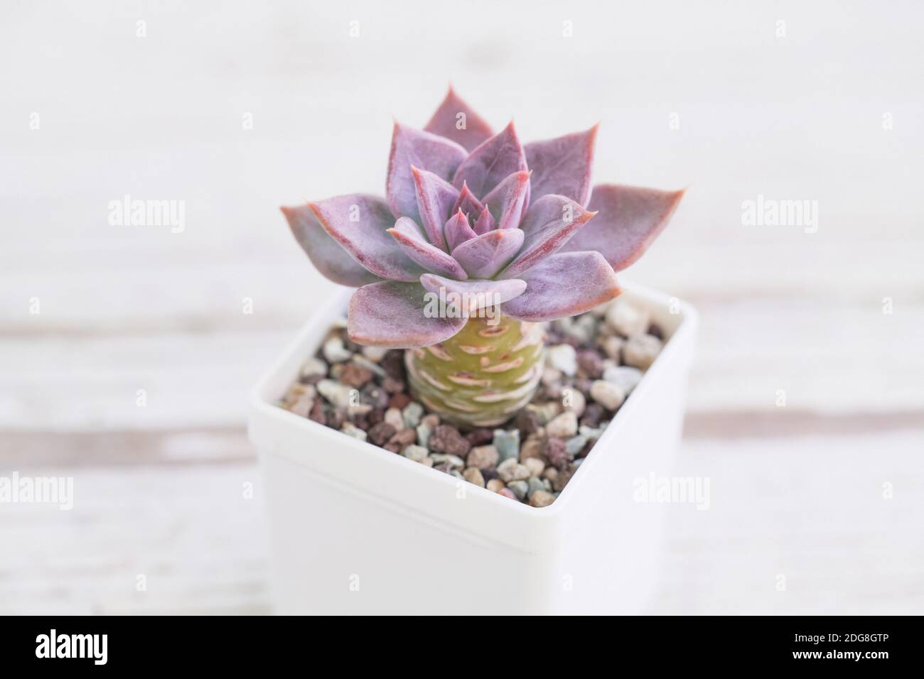Echeveria Juliana succulent sur fond blanc Banque D'Images