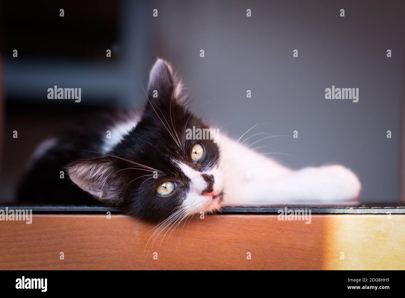 Magnifique Chiot Noir Et Blanc De Chat Couche Sur Le Cote Regarde La Camera Photo Stock Alamy