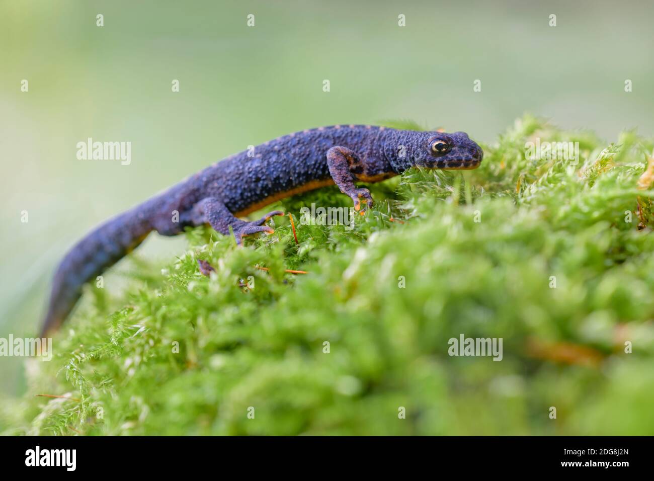 Bergholch, Ichthyosaura alpestris, newt alpin Banque D'Images