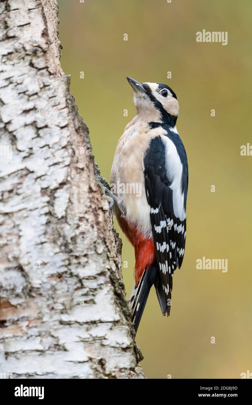 Buntspecht Weibchen, Dendrocopos major pic épeiche femelle, Banque D'Images
