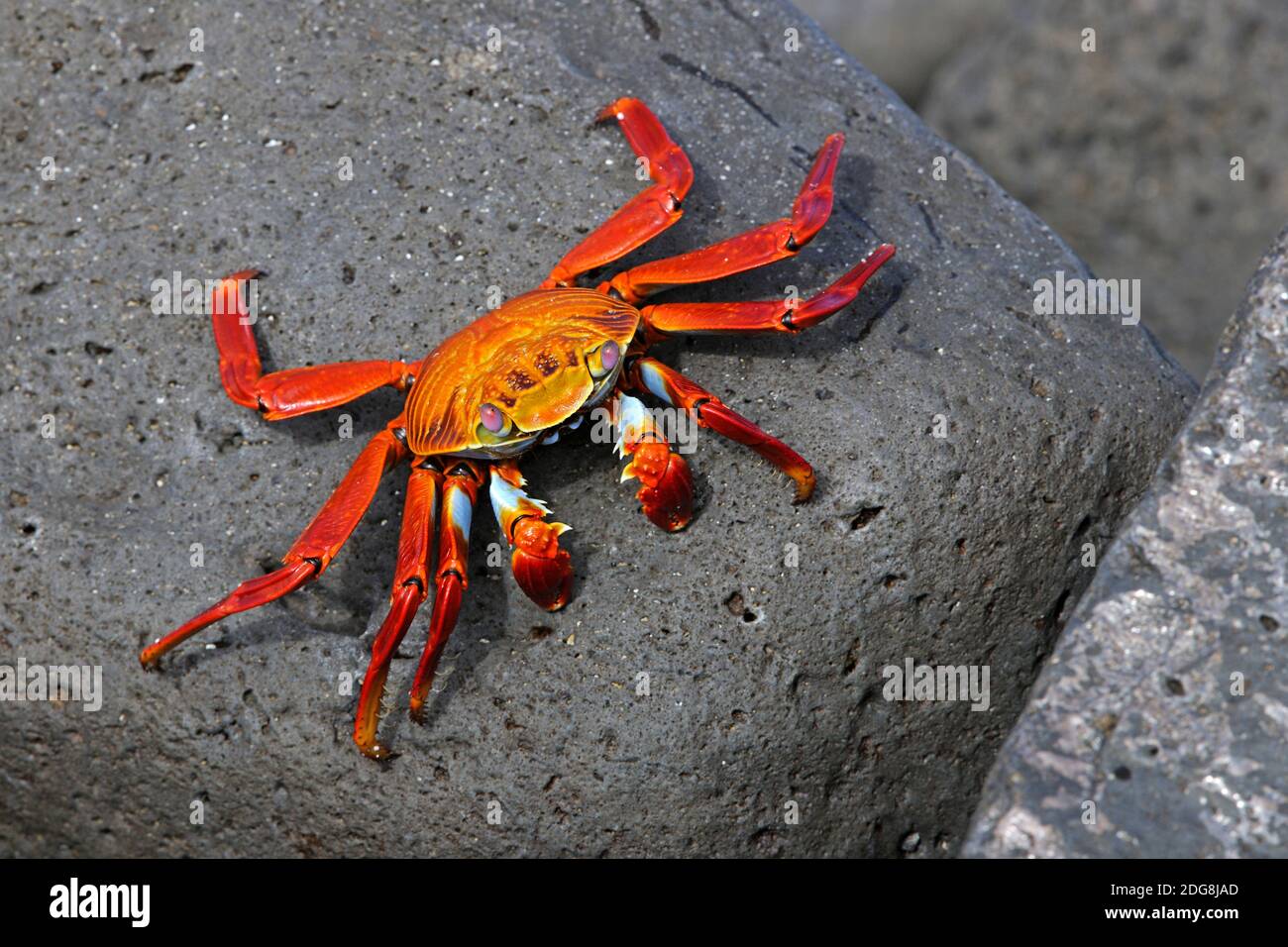 Rote Klippenkrabbe, Felsenkrabbe Quadratkrabbe, (Grapsus grapsus), Insel Espanola, Galapagos, l'Unesco Welterbe, Ekuador, Suedamerika, Pazifischer Huaman Banque D'Images