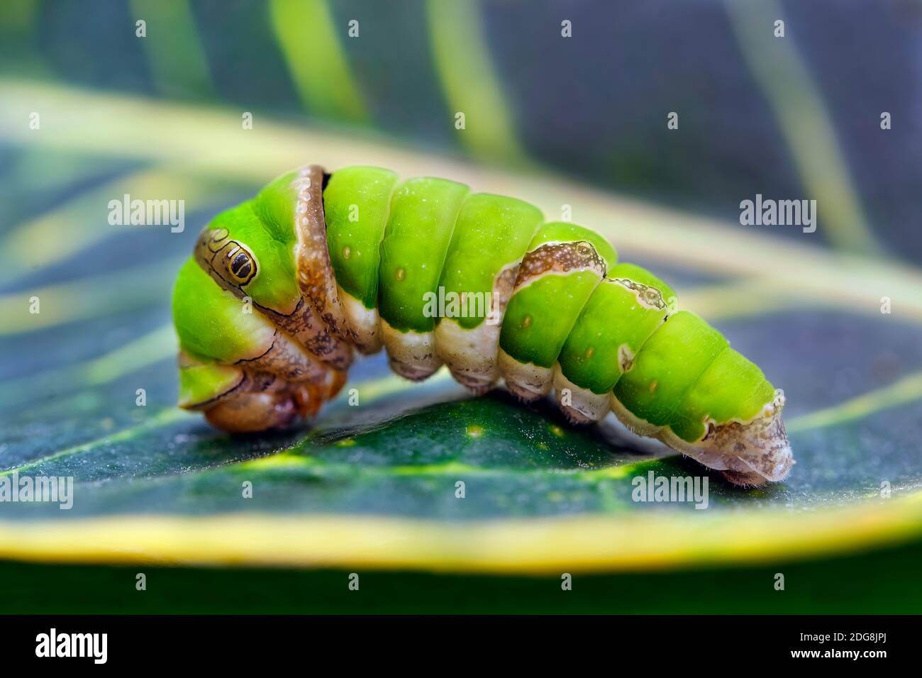 Chenille d'allowtail d'agrumes - Papilio demodocus Banque D'Images