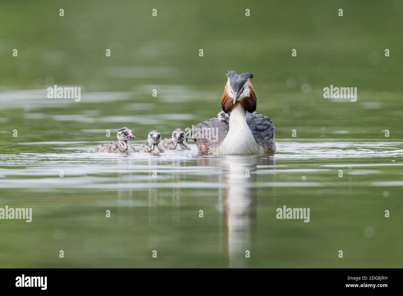 Haubentaucher Familie, Podiceps cristatus, famille des grands grebe à crête Banque D'Images