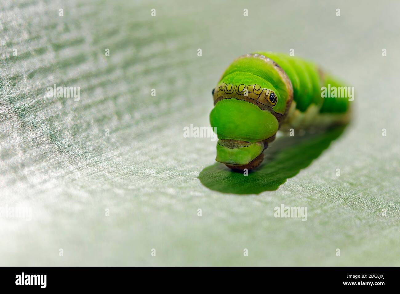Chenille d'allowtail d'agrumes - Papilio demodocus Banque D'Images