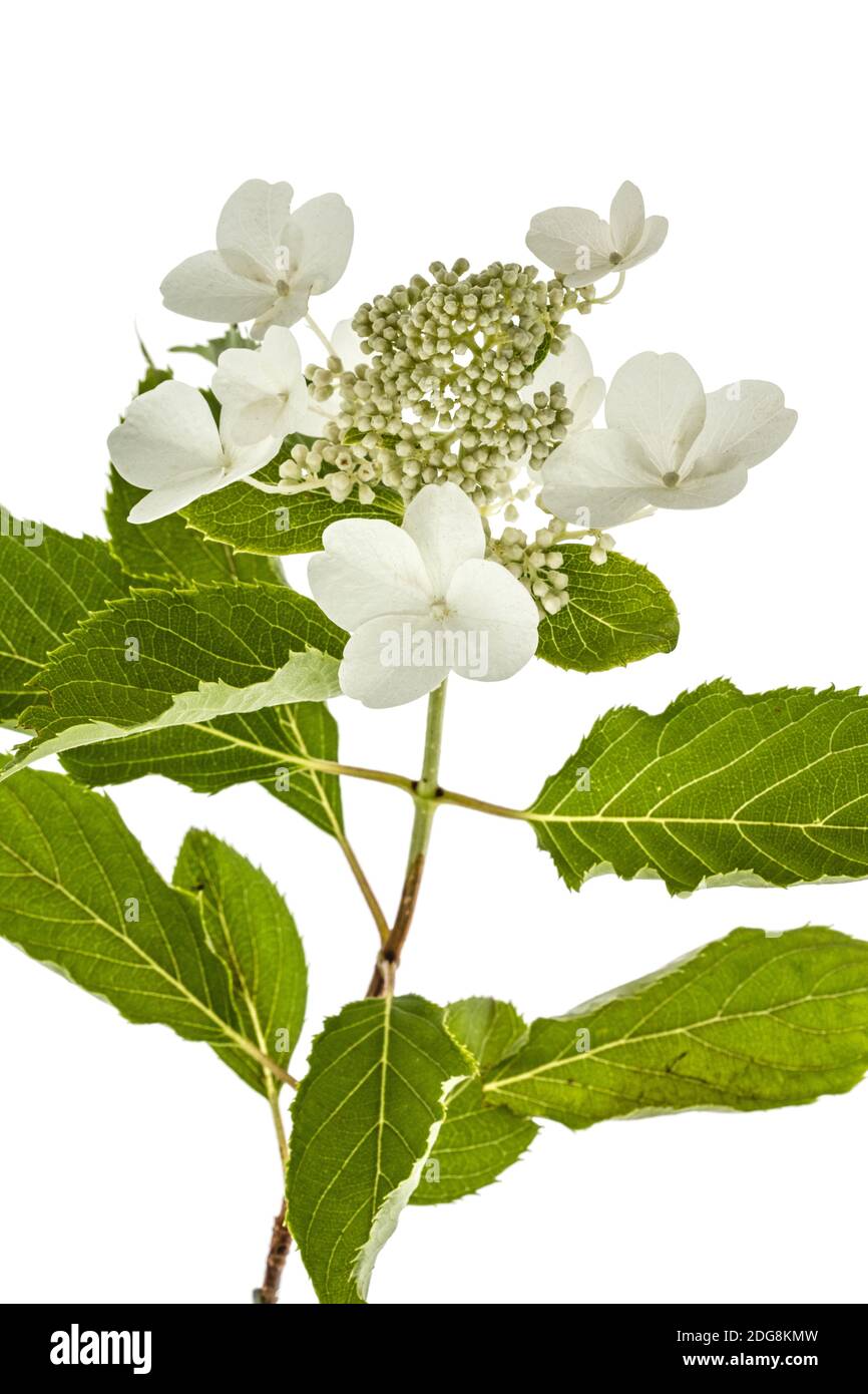Inflorescence de l'hydrangea, lat. L'Hydrangea paniculata, isolé sur fond blanc Banque D'Images