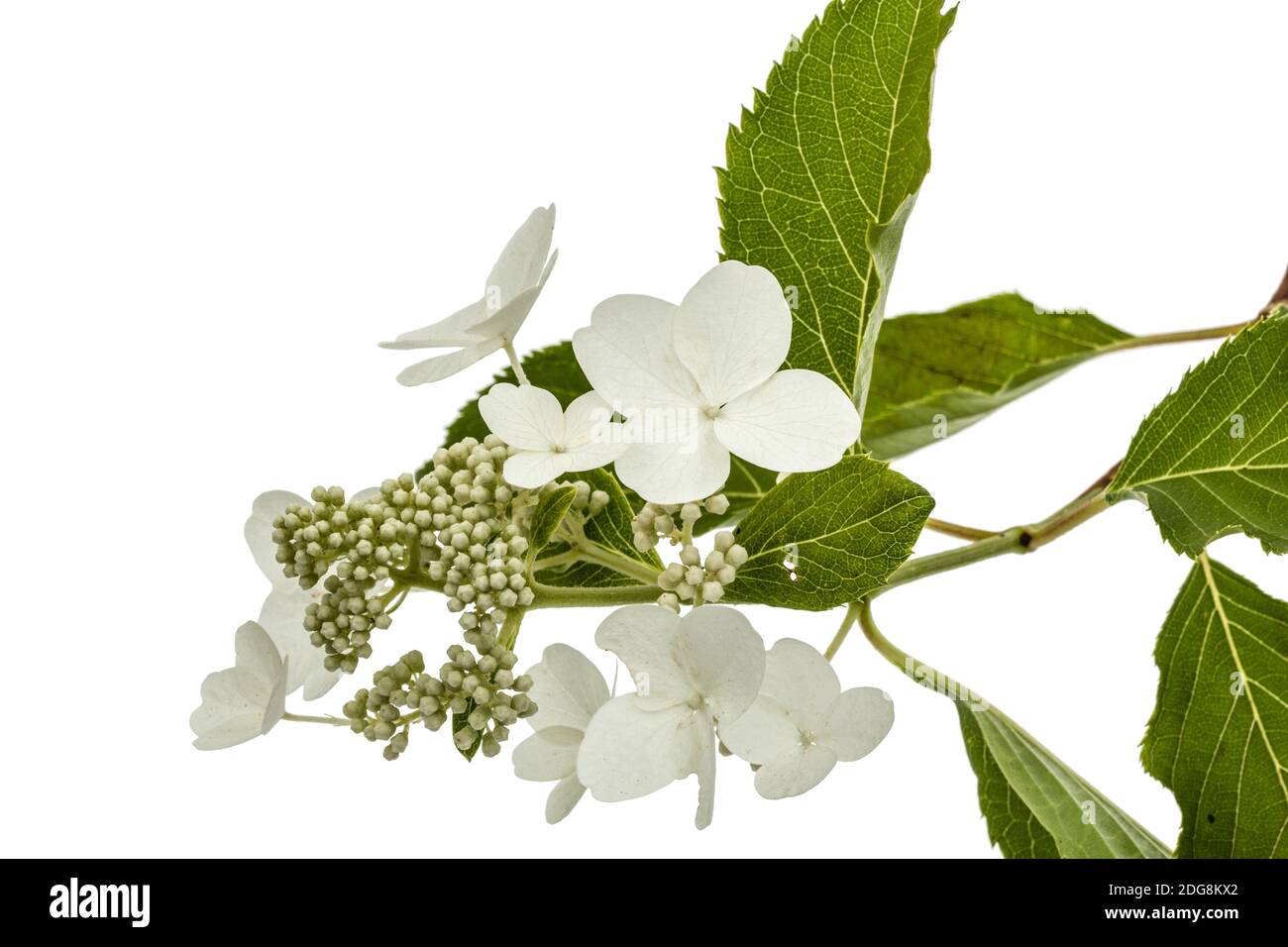 Inflorescence de l'hydrangea, lat. L'Hydrangea paniculata, isolé sur fond blanc Banque D'Images