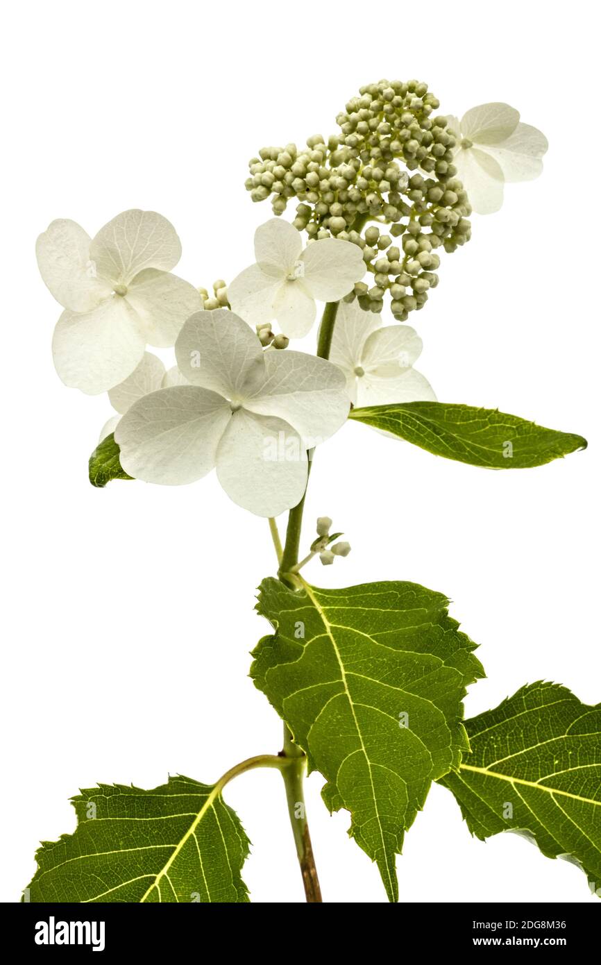 Inflorescence de l'hydrangea, lat. L'Hydrangea paniculata, isolé sur fond blanc Banque D'Images