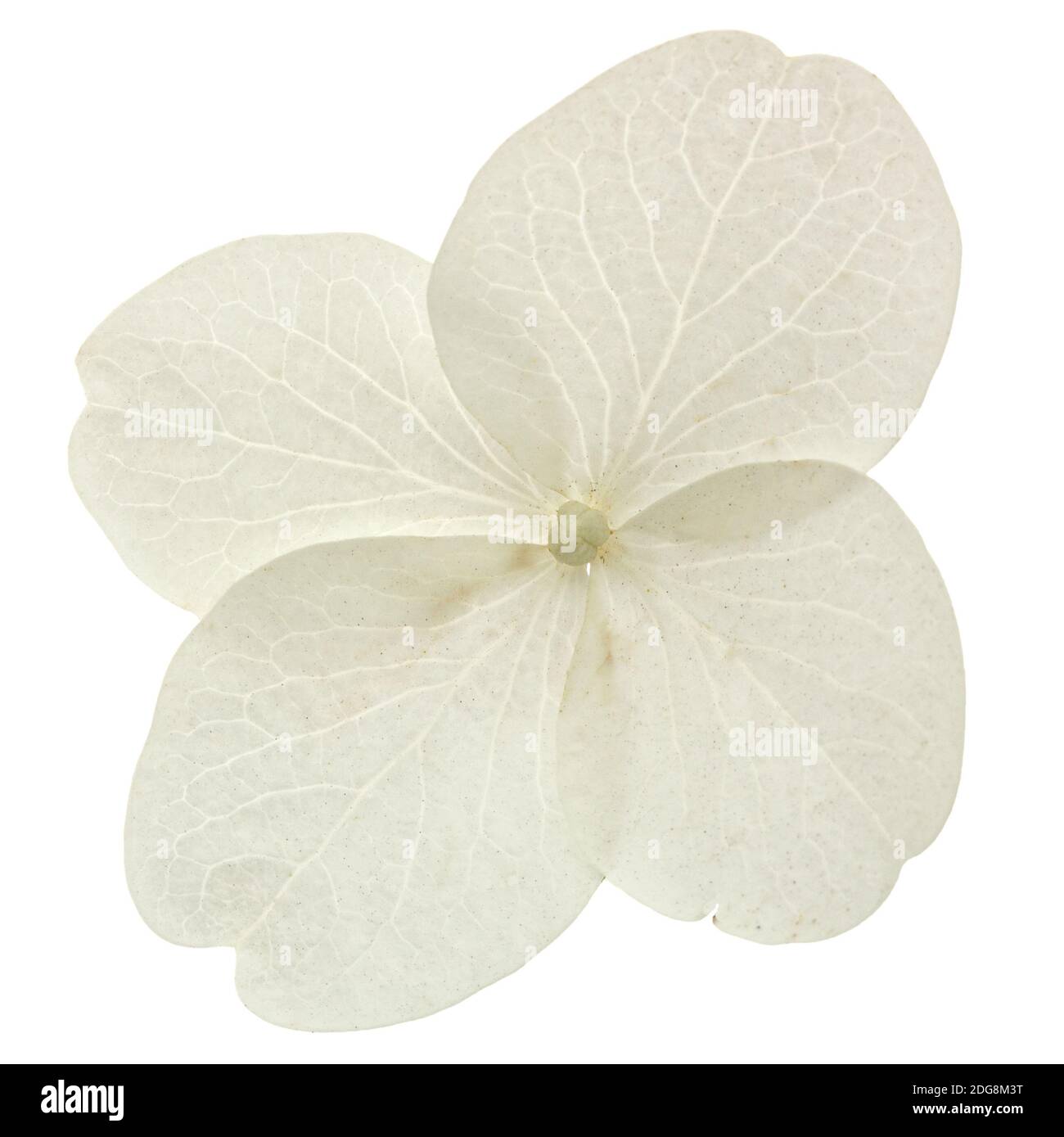 Fleur d'hortensia libre, lat. L'Hydrangea paniculata, isolé sur fond blanc Banque D'Images