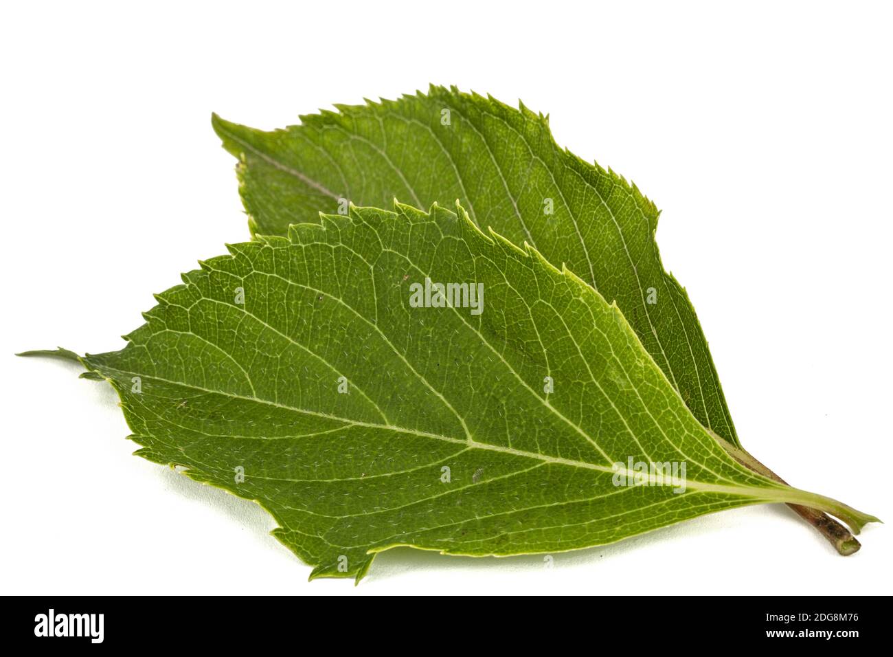 Feuilles de l'hydrangea libre, lat. L'Hydrangea paniculata, isolé sur fond blanc Banque D'Images