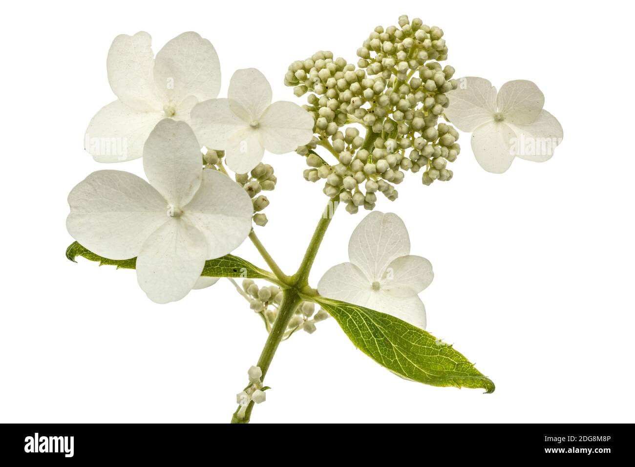 Inflorescence de l'hydrangea, lat. L'Hydrangea paniculata, isolé sur fond blanc Banque D'Images