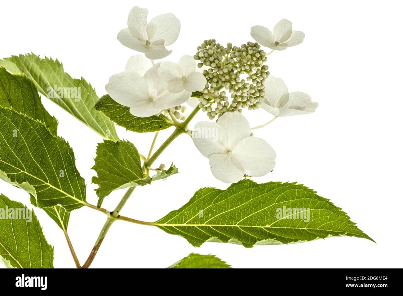 Inflorescence de l'hydrangea, lat. L'Hydrangea paniculata, isolé sur fond blanc Banque D'Images