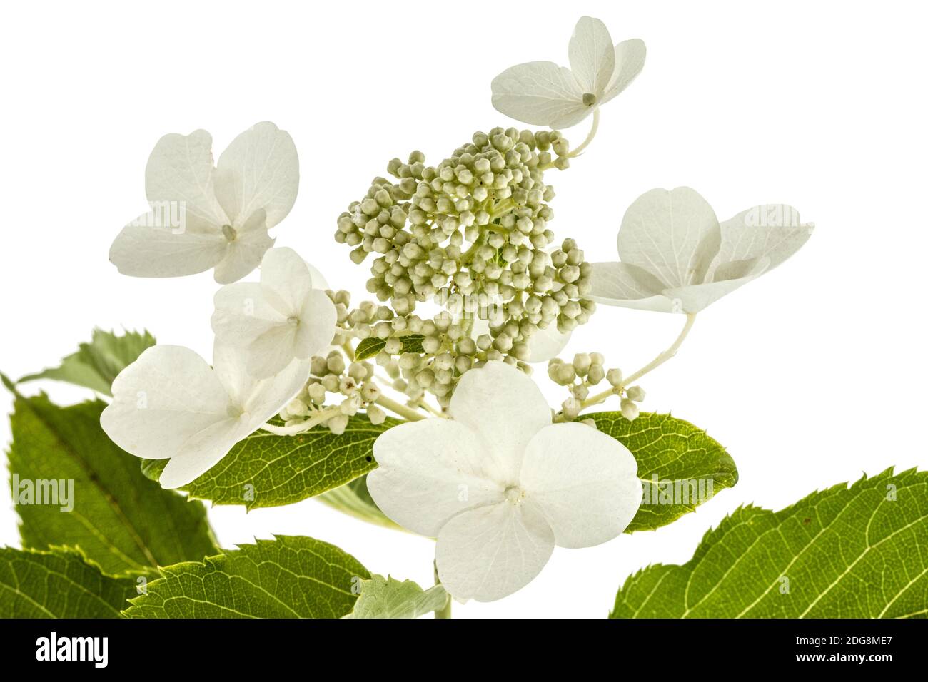 Inflorescence de l'hydrangea, lat. L'Hydrangea paniculata, isolé sur fond blanc Banque D'Images